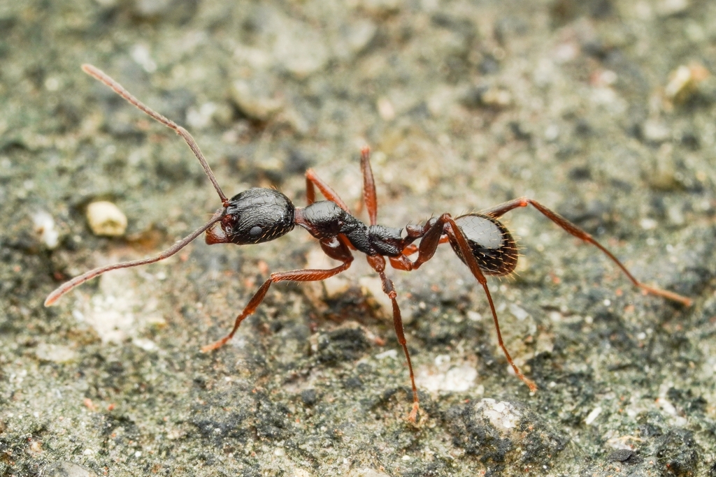 Aphaenogaster famelica