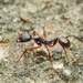 Aphaenogaster famelica - Photo (c) Jonghyun Park,  זכויות יוצרים חלקיות (CC BY), הועלה על ידי Jonghyun Park