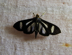 Phostria