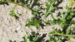 Gilia stellata