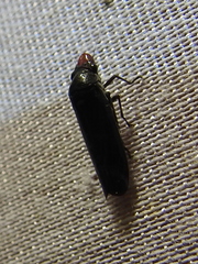 Aulacizes quadripunctata