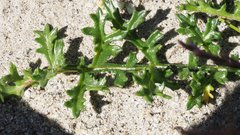 Gilia stellata