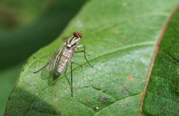 Penniverpa festina