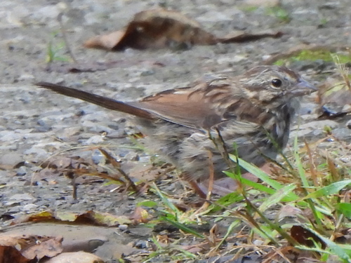 Song Sparrow photographed in Pennsylvania