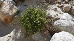 Mirabilis laevis retrorsa