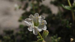 Mirabilis laevis retrorsa