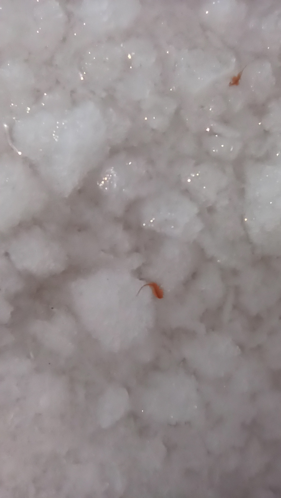 Artemia salina (Linnaeus, 1758)