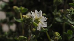 Mirabilis laevis retrorsa