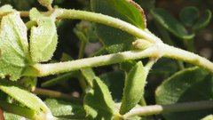 Mirabilis laevis retrorsa