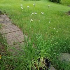 Allium