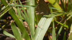 Lepidoptera