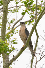 Accipiter cooperii