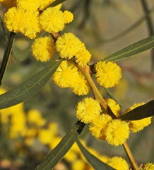 Acacia retinodes