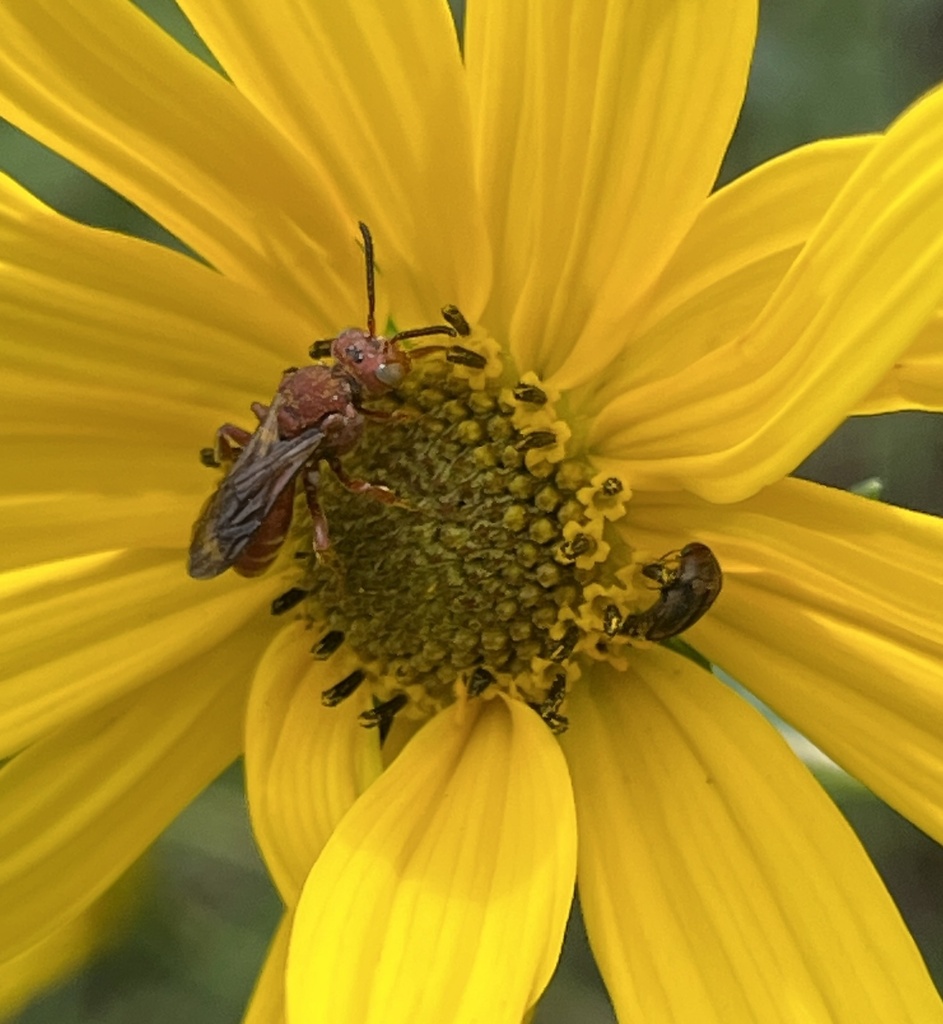 Nomada adducta