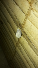 Poekilloptera phalaenoides