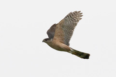 Accipiter cooperii