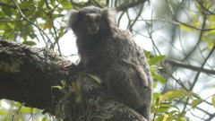 Callithrix jacchus × penicillata