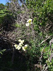 Erysimum franciscanum