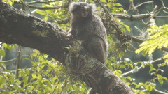 Callithrix jacchus × penicillata