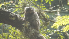 Callithrix jacchus × penicillata