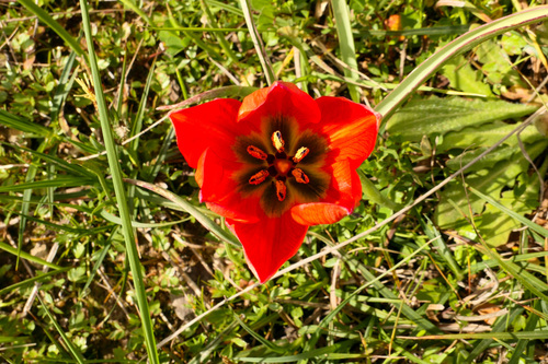 Tulipa orphanidea, photograph 6