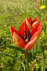 Tulipa orphanidea, photograph (c) Thibaud Aronson, some rights reserved (CC BY-SA)
