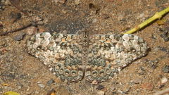 Lepidoptera
