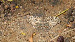Lepidoptera