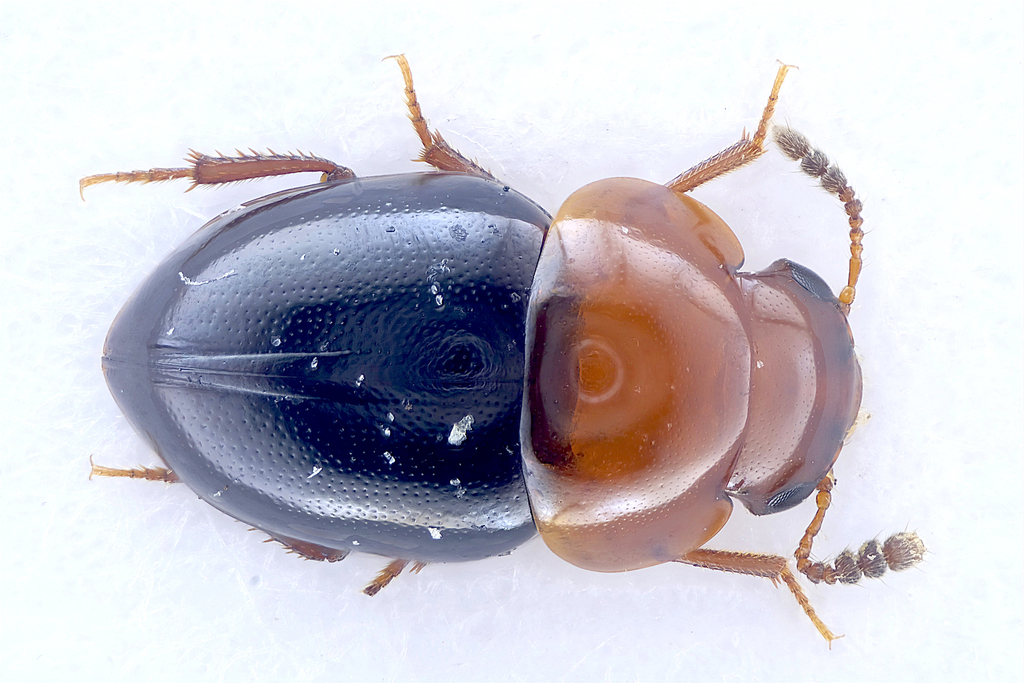 Round Fungus Beetles