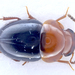 Leiodidae - Photo (c) Kevin Gielen,  זכויות יוצרים חלקיות (CC BY-NC), uploaded by Kevin Gielen