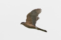 Accipiter cooperii