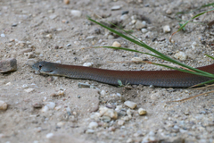 Pygopus lepidopodus