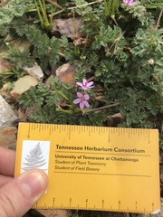 Erodium cicutarium