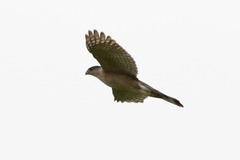 Accipiter cooperii