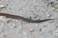 Pygopus lepidopodus