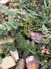 Erodium cicutarium