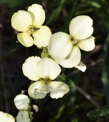Erysimum franciscanum