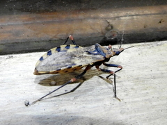 Panstrongylus geniculatus