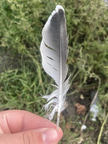 Plume de Mouette atricille