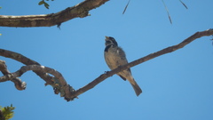 Sporophila caerulescens