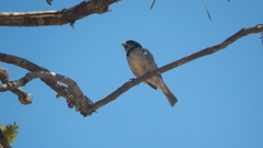 Sporophila caerulescens