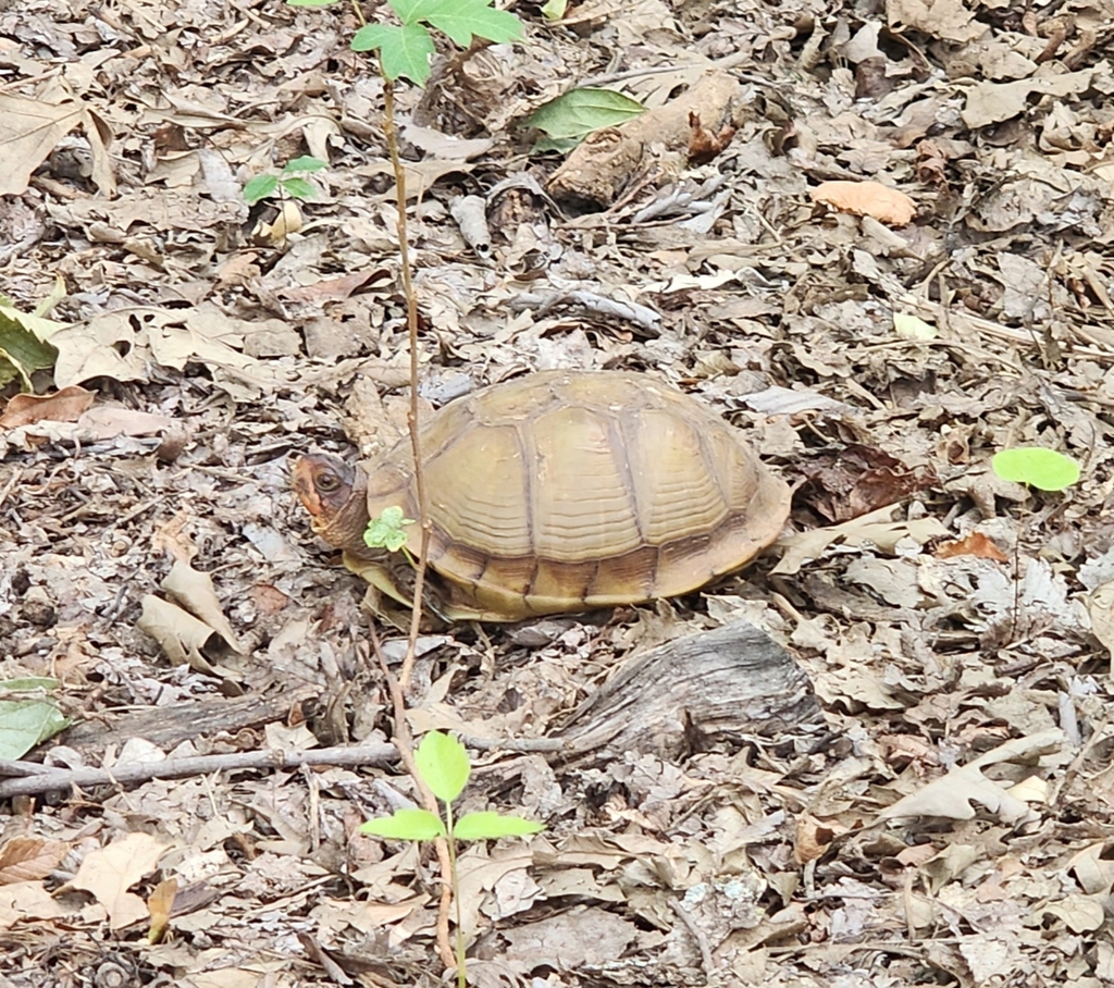 Three-toed Box Turtle in August 2023 by Elizabeth Gadsby · iNaturalist