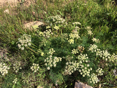 Lomatium dasycarpum