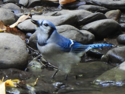 Blue Jay photographed in Pennsylvania