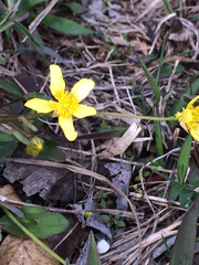 Ranunculus fascicularis