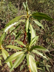 Escallonia pendula