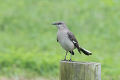 Mimus polyglottos