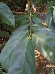 Lacistema aggregatum