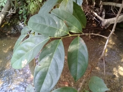 Lacistema aggregatum