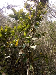 Xylosma spiculifera